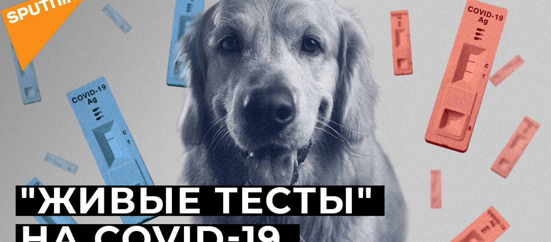 Нюх на COVID-19: могут ли собаки распознать зараженных коронавирусом? - Sputnik Грузия, 1920, 22.01.2021