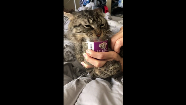Девушка решила дать своему коту немного кошачьей мяты, но пожалела об этом – видео - Sputnik Грузия