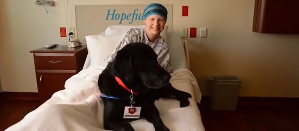 თერაპევტი ძაღლები: საუკეთესო მკურნალები და სიცოცხლის ხალისის მიმცემები თერაპევტი ძაღლები: საუკეთესო მკურნალები და სიცოცხლის ხალისის მიმცემები - Sputnik საქართველო