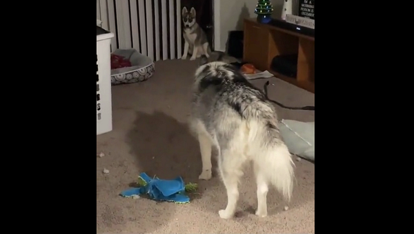 Теперь ложись: щенок хаски решил подрессировать взрослого пса – забавное видео - Sputnik Грузия