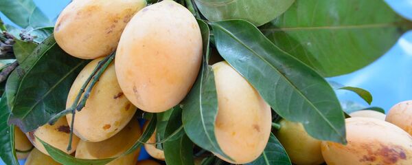 მანგო - Sputnik საქართველო