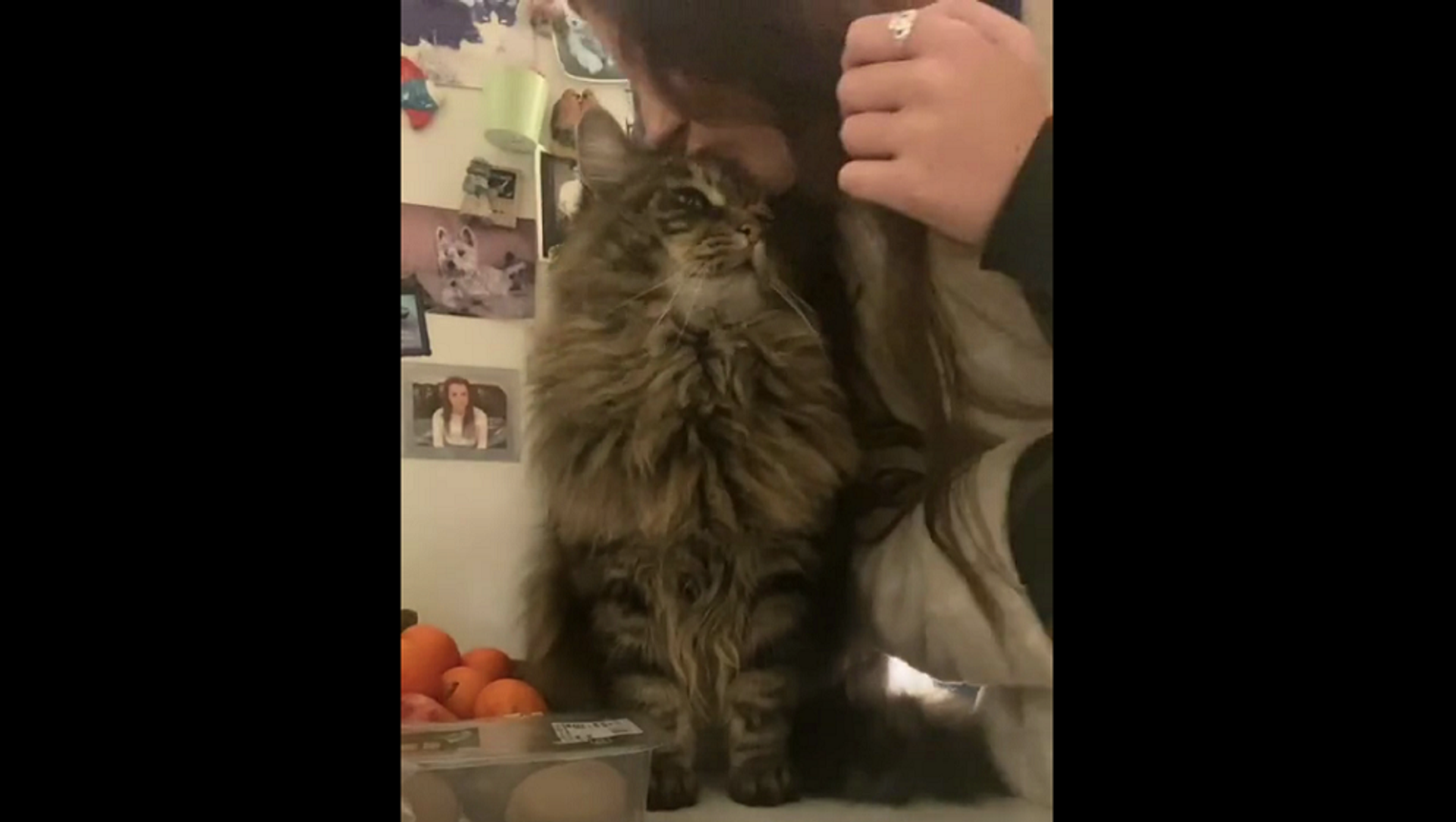 Девушка решила проверить реакцию кота на поцелуй и разочаровалась – забавное видео - Sputnik Грузия, 1920, 20.03.2021