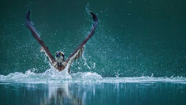 Снимок из портфолио китайского фотографа Wenming Tang, занявшего 2-е место в категории Nature, Sealife, Wildlife Portfolio конкурса 2020 Travel Photographer of the Year - Sputnik Грузия