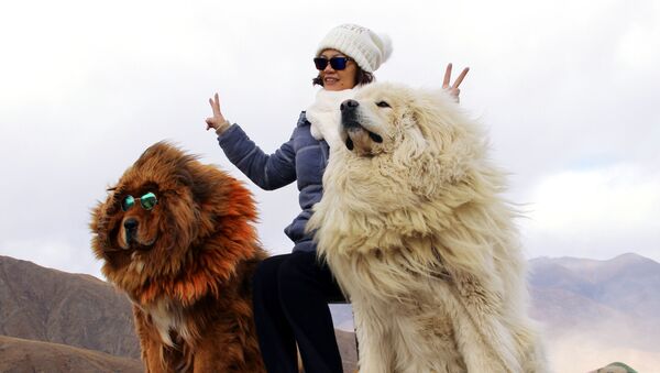 Женщина фотографируется с собаками породы тибетский мастиф в горах Тибета - Sputnik Грузия