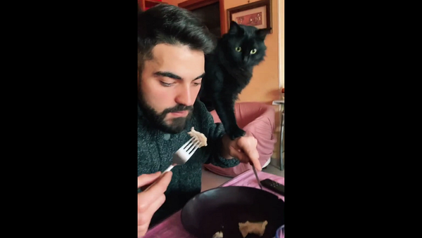 Кошка молниеносно украла еду прямо изо рта хозяина и удивила всех – видео - Sputnik Грузия