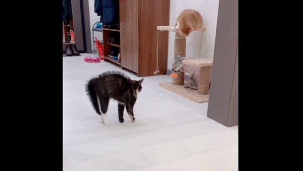 Кошка не узнала кота после стрижки – реакция питомца рассмешила Сеть - Sputnik Грузия