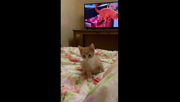 Неопытный котенок учится поведению в жизни из мультика – милое видео - Sputnik Грузия