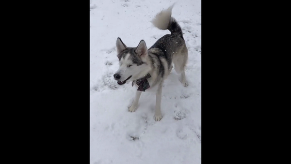 Незрячая собака впервые выбежала в снег и потеряла голову – видео - Sputnik Грузия