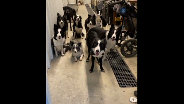 Выдержка и терпение большой семьи собак выходить гулять по очереди удивили Сеть – видео - Sputnik Грузия