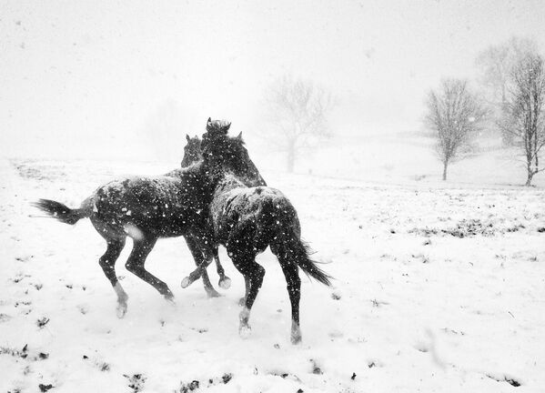 Снимок Игра лошадей итальянского фотографа Алессандра Манзотти, ставший победителем в категории Mobile Photography Awards  - Sputnik Грузия