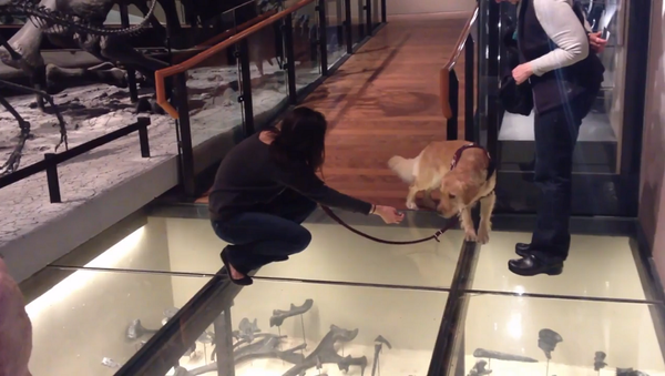 Собаке впервые в жизни столкнулась со стеклянным полом – видео ее реакции - Sputnik Грузия
