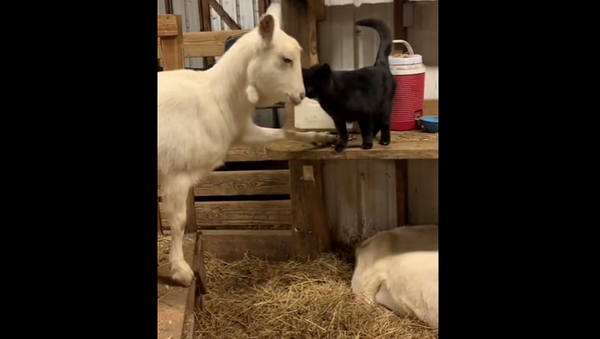 Росшие вместе коза и кошка показали, что значит настоящая любовь – видео - Sputnik Грузия