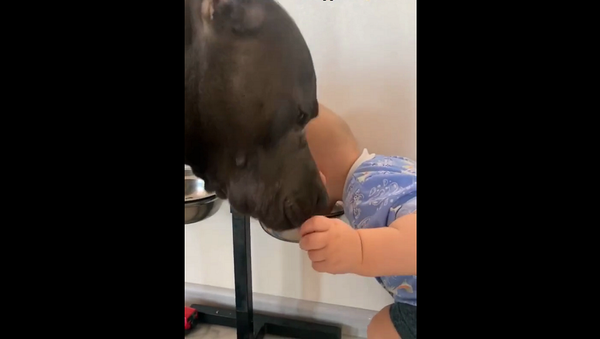 У других все вкуснее: малыш решил утолить жажду водой из миски собаки – видео - Sputnik Грузия