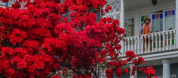 გარდენია გარდენია - Sputnik საქართველო