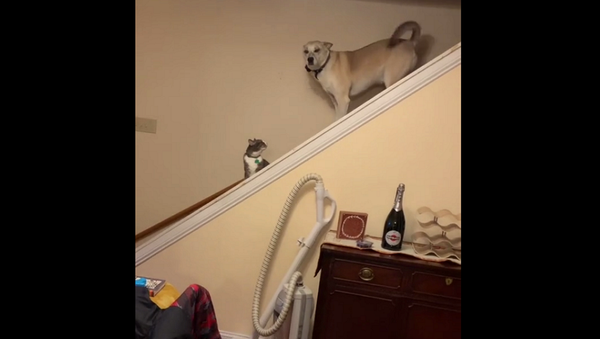 Кот держит в страхе большого пса и не дает ему выйти погулять – смешное видео - Sputnik Грузия