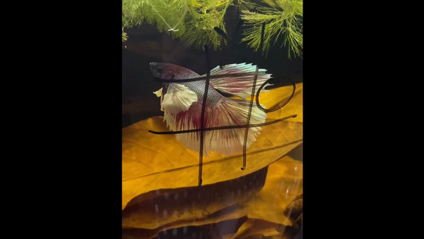 Девушка решила сыграть со своей рыбкой в крестики-нолики, результат удивил всех – видео - Sputnik Грузия