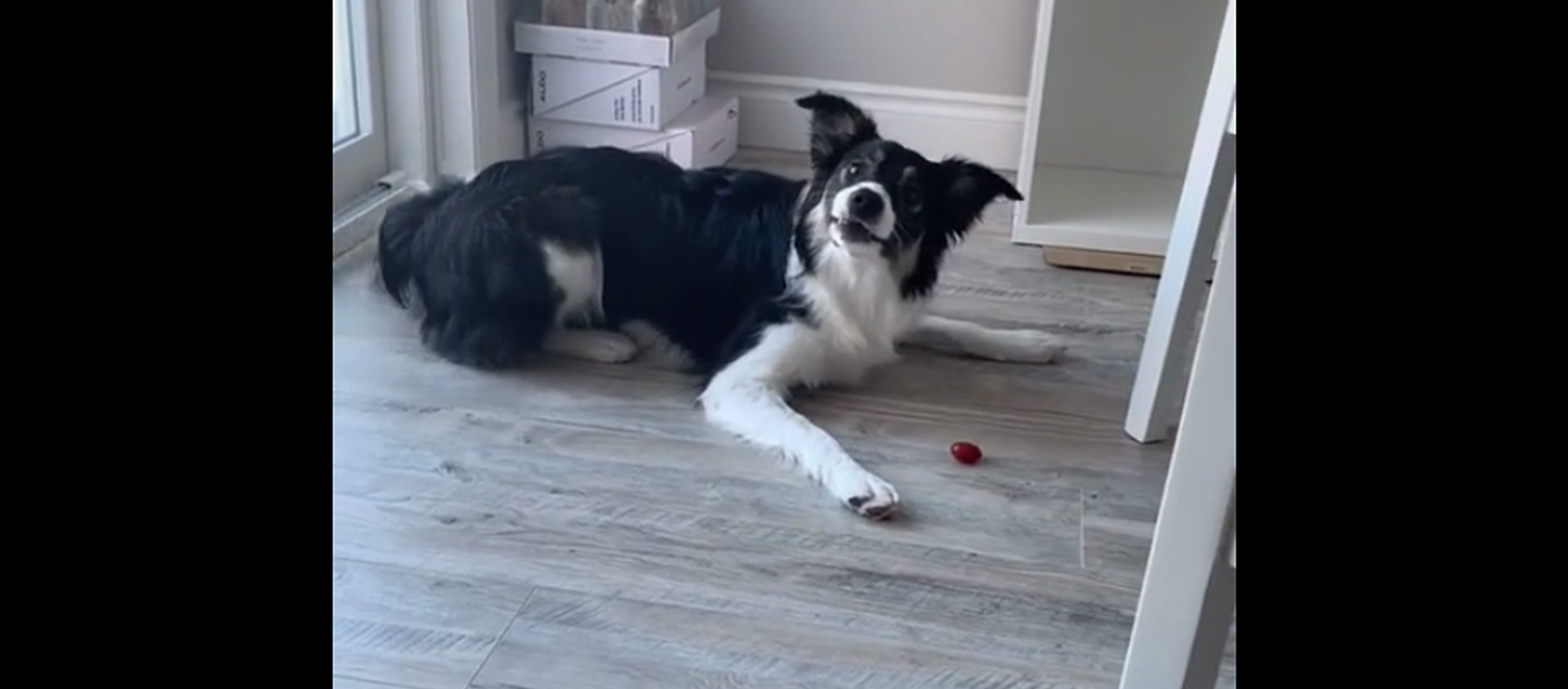 Собаке впервые дали попробовать помидор – видео ее забавной реакции - Sputnik Грузия, 1920, 09.03.2021