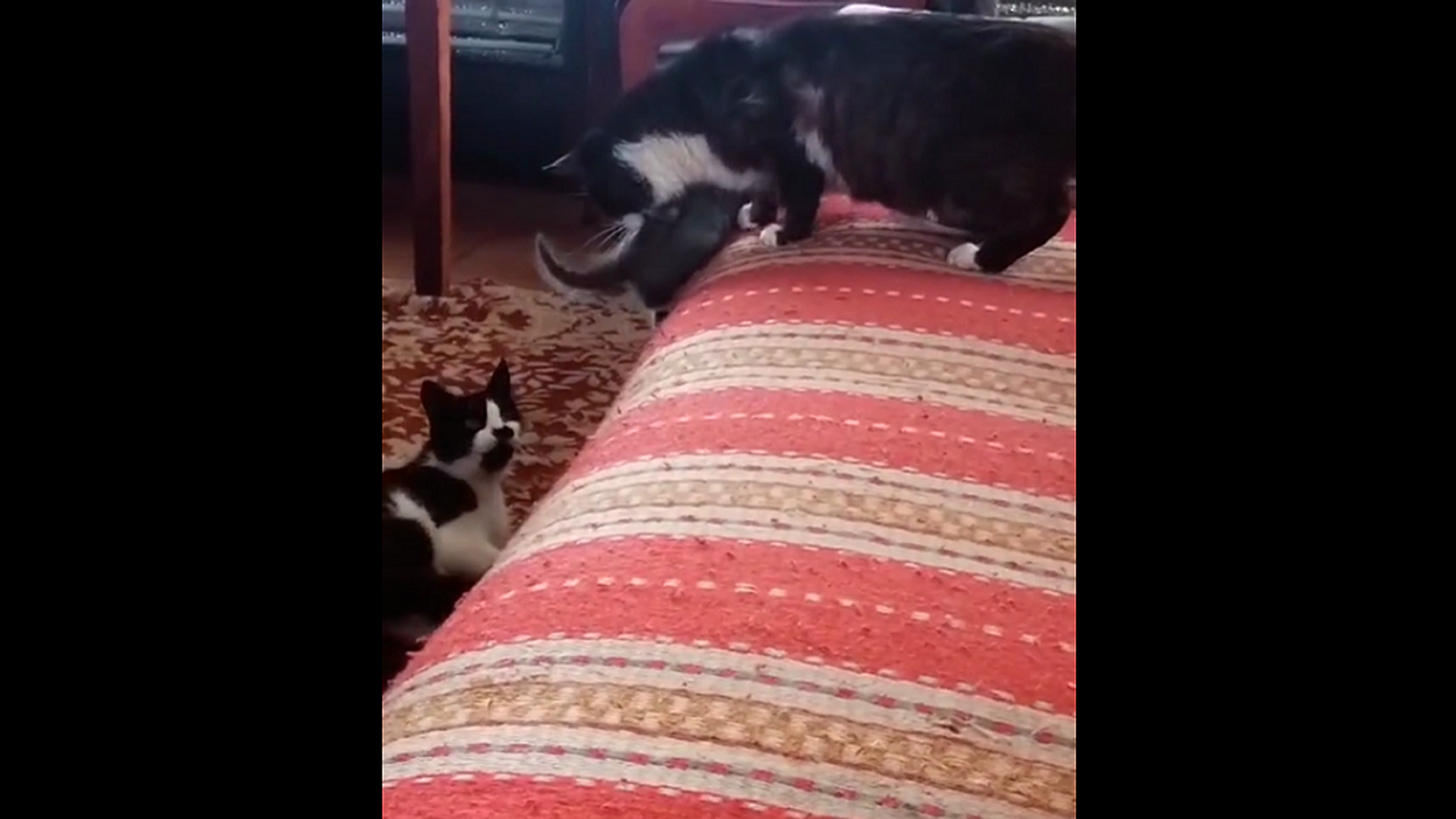 Мама учит котенка прыгать с высоты, но в дело вмешивается бабушка-кошка – видео - Sputnik Грузия, 1920, 27.04.2021