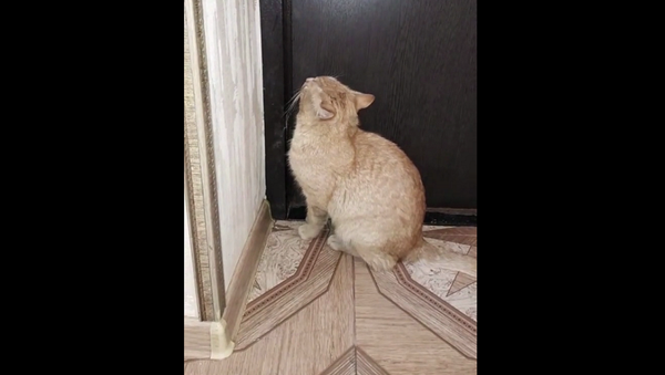 Опаздывает на свидание: кот по-человечески умоляет хозяйку выпустить его на улицу – видео - Sputnik Грузия