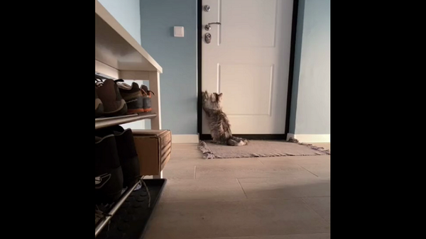 Девушка показала реакцию кошки на ее уход из дома и растрогала Сеть – видео - Sputnik Грузия