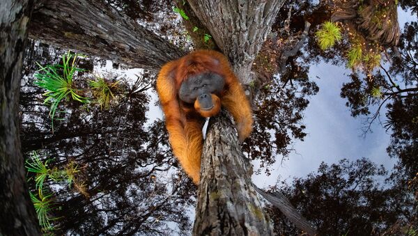 Снимок The World Is Going Upside Down канадского фотографа Thomas Vijayan, занявший первое место в категории Animals in their habitat и ставший победителем конкурса World Nature Photography Awards 2020 - Sputnik Грузия