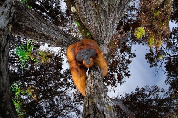 Снимок Мир идет вверх ногами канадского фотографа Томаса Виджаяна, занявший первое место в категории Животные в их среде обитания, ставший победителем конкурса World Nature Photography Awards 2020  - Sputnik Грузия