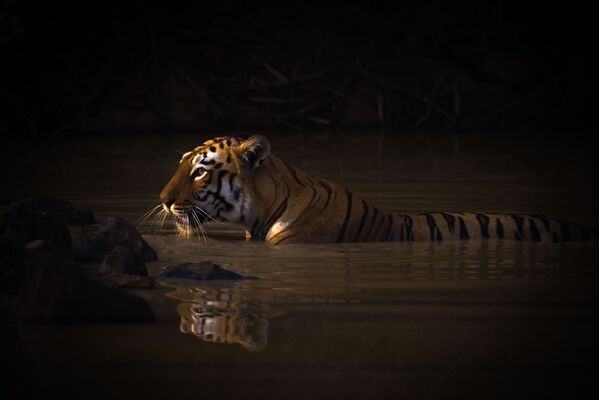 Снимок Бенгальский тигр с бликами в водоеме британского фотографа Ника Дейла, занявший первое место в категории Портреты животных  - Sputnik Грузия