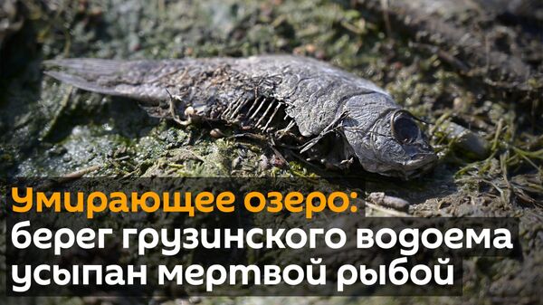 SOS! Рядом с Тбилиси умирает озеро, рыба выбрасывается на берег - что происходит в Кумиси? - Sputnik Грузия