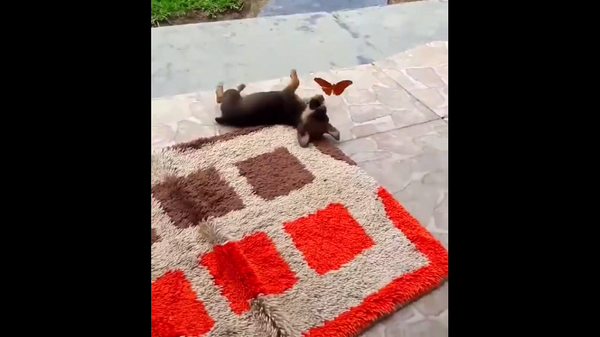 Хозяин застал щенка за милой игрой с бабочкой – удивительное видео - Sputnik Грузия