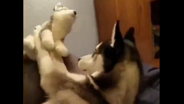 Любвеобильный пес обиделся на игрушку за то, что она не целует его в ответ – видео - Sputnik Грузия