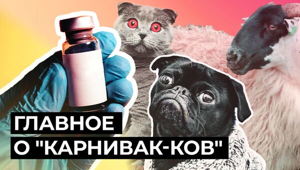 Первую в мире вакцину от COVID-19 для животных зарегистрировали в России - Sputnik Грузия