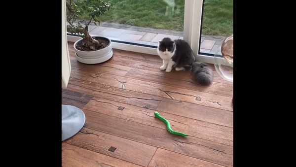 Хозяин случайно прицепил коту на хвост игрушечную змею и развеселил Сеть – видео - Sputnik Грузия