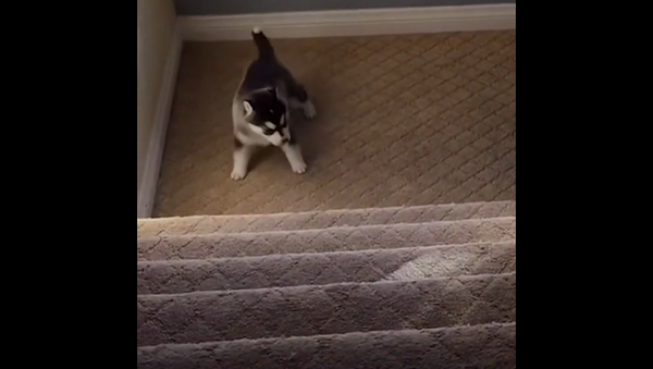 Девушка сняла на видео неудачную попытку щенка подняться по лестнице и рассмешила Сеть - Sputnik Грузия