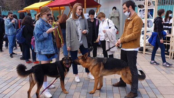 В Тбилиси дарили собак: как в Грузии отметили День защиты бродячих животных - видео - Sputnik Грузия