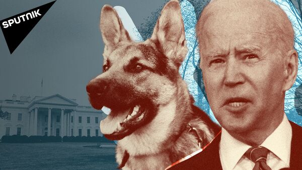Собака Джо Байдена терроризирует сотрудников Белого дома - видео - Sputnik Грузия