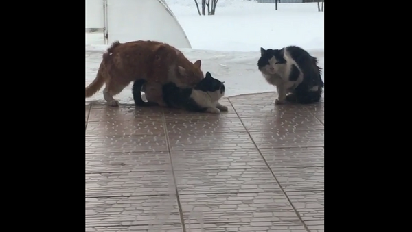 Ловкий кот выкрал кошку прямо из-под носа ее брата – забавное видео - Sputnik Грузия