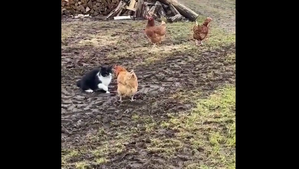 Вредный кот решил стукнуть курицу, но тут к ней пришли на помощь – забавное видео - Sputnik Грузия