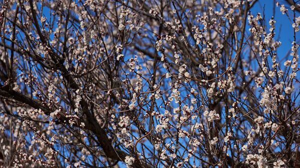 Весна - цветы распускаются на деревьях - Sputnik Грузия
