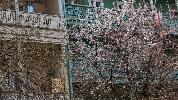 Весна в Тбилиси - деревья в цвету в старом городе. Городская архитектура и колорит - Sputnik Грузия