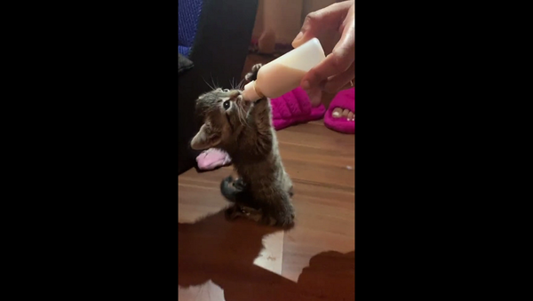 Парень показал кушающего стоя на коленях котенка и удивил Сеть – видео - Sputnik Грузия
