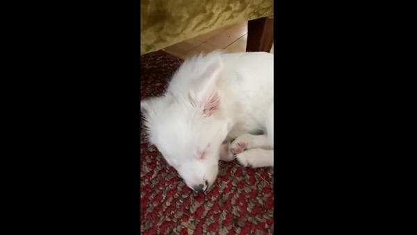 Парень показал искреннюю радость глухого щенка, когда хозяин приходит домой – видео - Sputnik Грузия