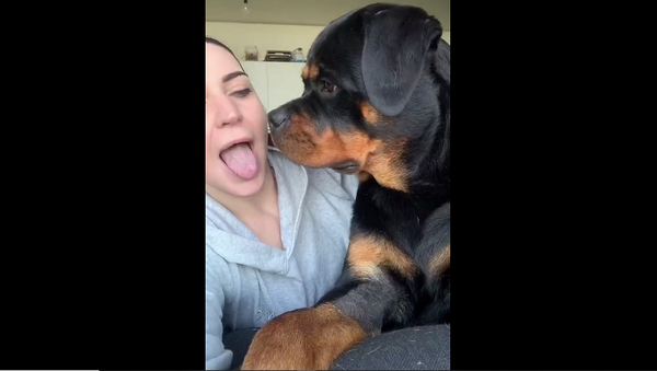 Хозяйка решила передразнить собаку и подышать с высунутым языком – видео ее реакции - Sputnik Грузия