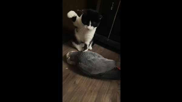 Бить или не бить: кот думает о наказании для попугая за кражу еды – забавное видео - Sputnik Грузия