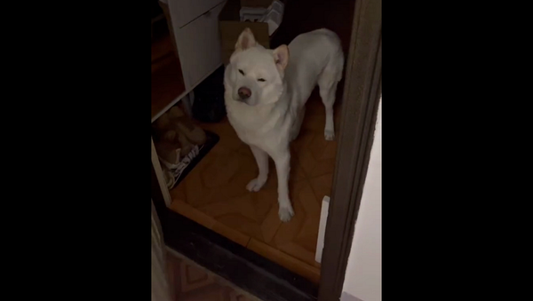 Сонный пес не сразу понял, что рад возвращению хозяина, и завис – забавное видео - Sputnik Грузия