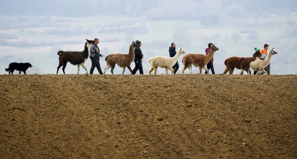 Семья Блохинг гуляет со своими ламами, альпаками и собакой Могли по проселочной дороге в Вальдхаузене - Sputnik Грузия