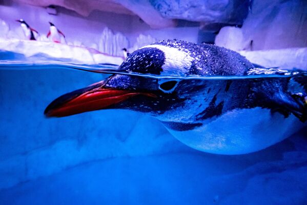 Пингвин плавает в своем вольере в аквариуме Sea Life Bangkok Ocean World в Бангкоке - Sputnik Грузия