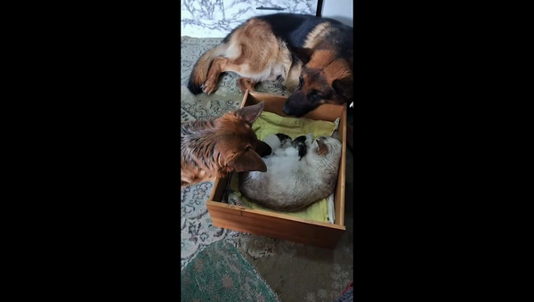 Мама-кошка доверила охрану новорожденных котят двум овчаркам – умилительное видео - Sputnik Грузия