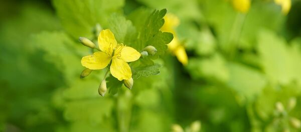 ქრისტესისხლა ქრისტესისხლა - Sputnik საქართველო