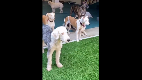 Собаки смотрят на сходящего с ума в бассейне пса и ничего не понимают – забавное видео - Sputnik Грузия