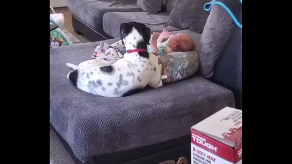 Лучшая няня: собака успокоила плачущего младенца своим пением – видео - Sputnik Грузия